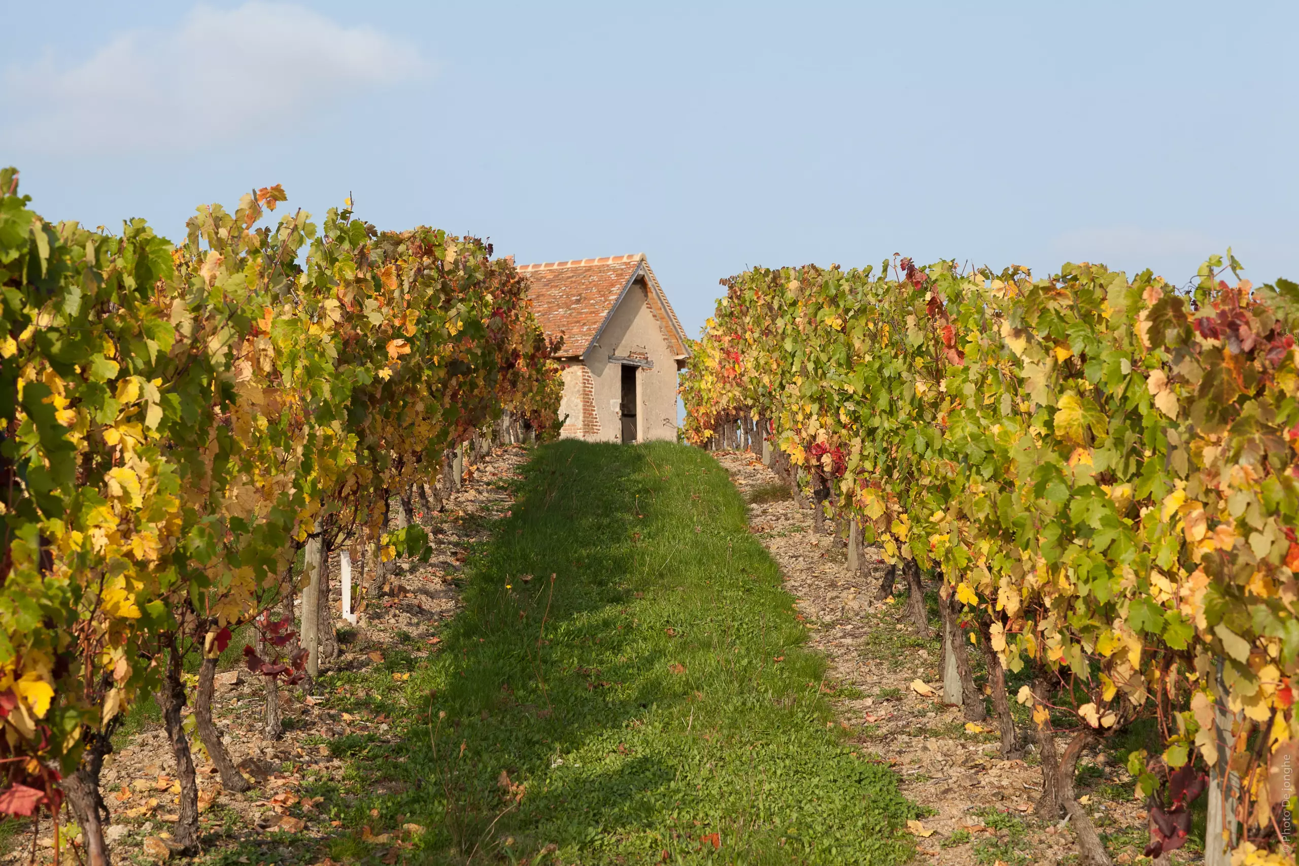 Vignobles Saint Pourçain