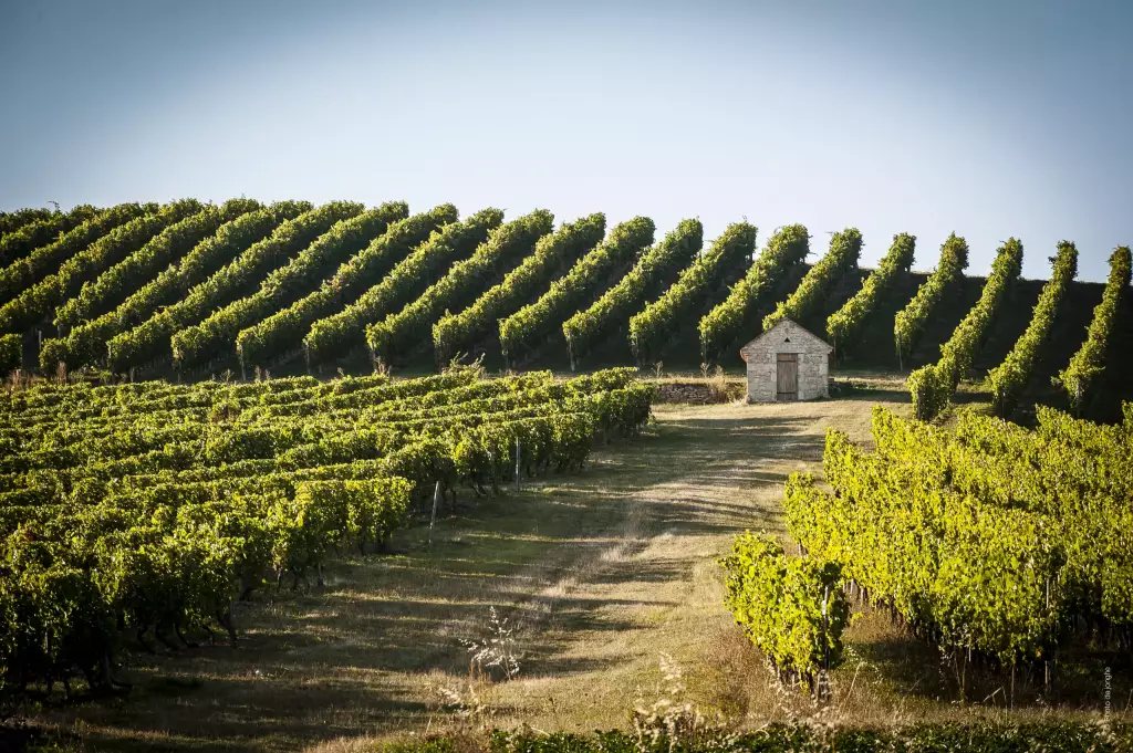 Vignoble Saint Pourçain