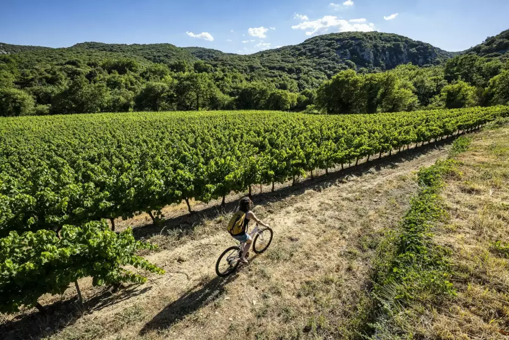 Photo Destination Sud Ardèche 2000 Vins Dardèche Min