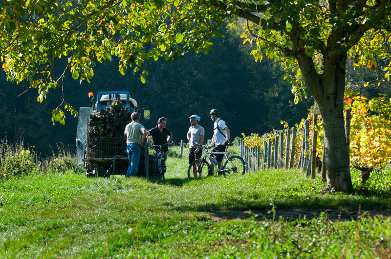 Vtt Dans Les Vignobles Du Bugey à Proximité De Groslée.