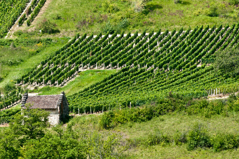 Vignoble à Proximité De Grolées Dans Le Bugey.