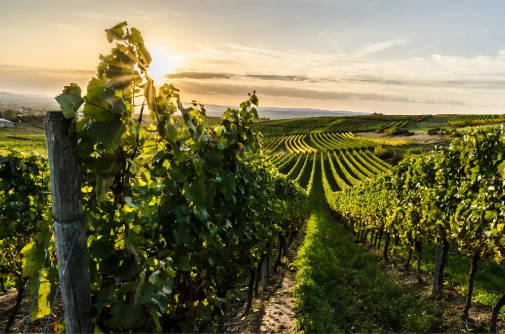 Paysage Vignoble Oenotheque